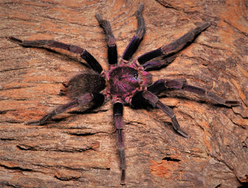 Theraphosinae sp. 'Roatan' (Roatan Purple Tarantula)
