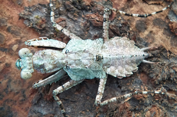 Theopompa sesrvillei (Asian Bark Mantis) 0.5"