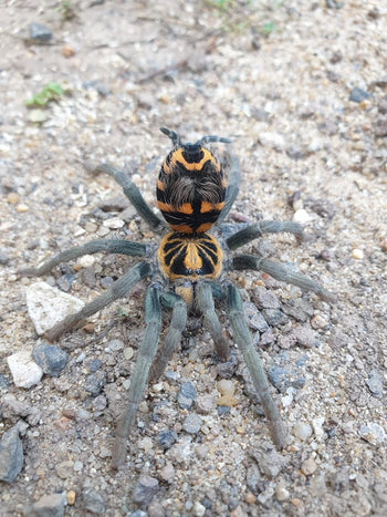 Ecuadorian Crowned Tarantula