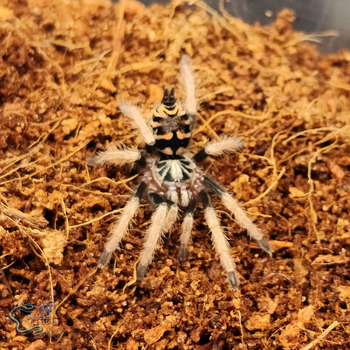 Hapalopus planetearth (Ecuadorian Crowned Tarantula) (formerly Theraphosinae sp. 'Yasuni') 1"+