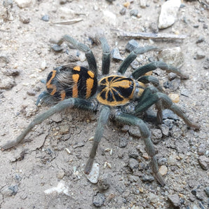 Theraphosinae sp. 'Yasuni' (Ecuadorian Crowned Tarantula) 1"