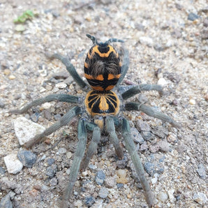 Theraphosinae sp. 'Yasuni' (Ecuadorian Crowned Tarantula) 1"