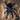 Avicularia purpurea (Purple Pink Toe Tarantula) 0.5"