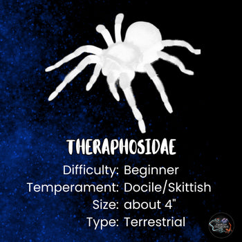 Theraphosidae sp "Kingfisher" (Royal Blue Beauty Tarantula) 0.75-1"