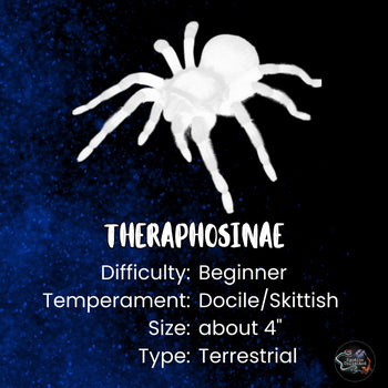 Theraphosinae sp. 'Chorillo Chica' Tarantula