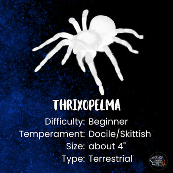 Thrixopelma cyaneolum (Cobalt Red Rump Tarantula) 1.25-1.5”