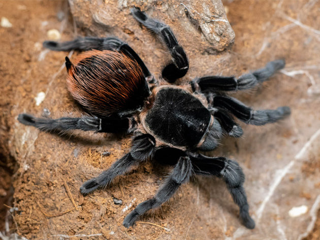 Tliltocatl vagans (Mexican Red Rump)