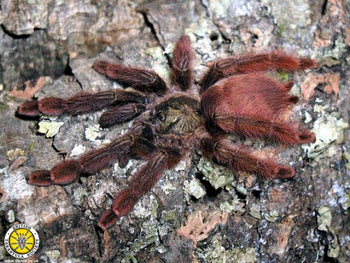 Amazonius elenae (Ecuadorian Tree Spider) 2.5"