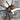 Thrigmopoeus truculentus (Indian Ornamental Tarantula) 1.5–2"