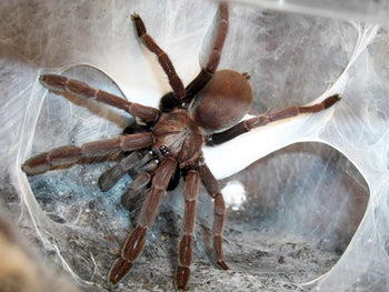 Thrigmopoeus truculentus (Cinnamon Earthtiger Tarantula)