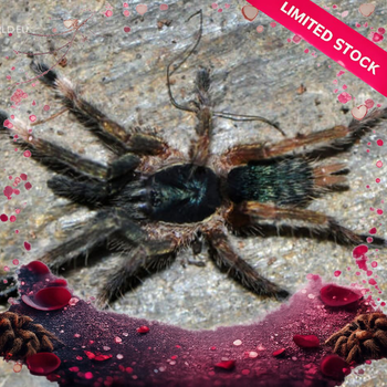 Neoholothele incei (Trinidad Olive Tarantula) 0.75-1"