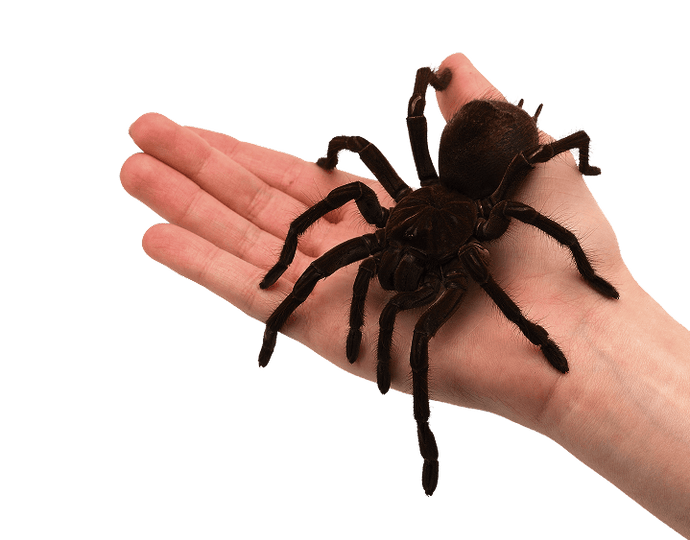 Wholesale Invertebrates | Trade Pricing for Resellers (Page 3 ...
