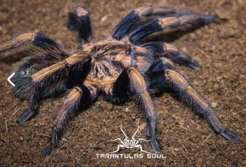 Theraphosidae sp "Dorado" (Golden Royalty Tarantula)