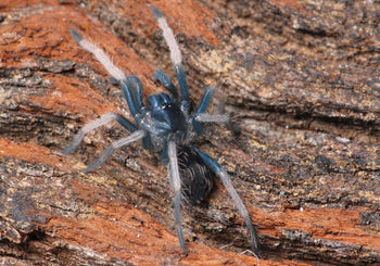 Cymbiapophysa velox, Ecuadorian Dwarf tarantula.