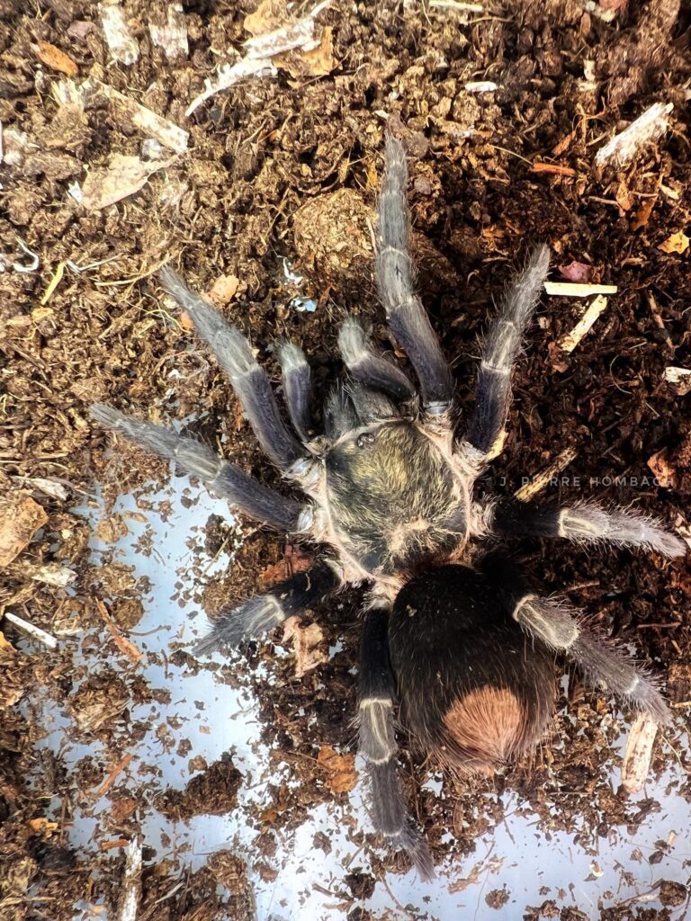 Theraphosinae 'Inca Gold' Tarantula – Exotics Unlimited