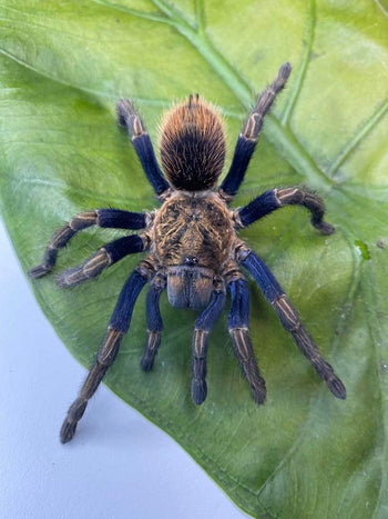 Thrixopelma sp. 'Golden Blue' (Peruvian Gold & Blue Tarantula)