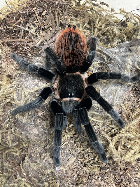 Best Beginner Tarantulas for Sale | Exotics Unlimited