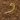 Scolopendra alternans (Barbados Giant Centipede) 4" RARE "True Alternans"
