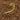 Scolopendra alternans (Barbados Giant Centipede) RARE "True Alternans"