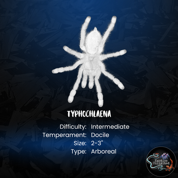 PRO Setup Ready-to-use for Typhochlaena seladonia (Brazilian Jewel) (2.5"W x 3"T)