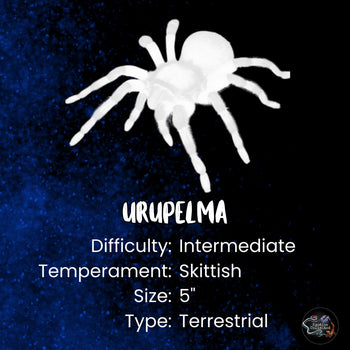 Urupelma (Theraphosinae) mishana (Orange Crush Tarantula) 2-2.5"