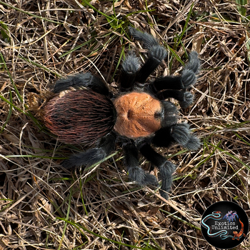 Brachypelma albiceps ( Golden Red Rump Tarantula)