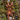 Amazonius germani, Orange Tree Spider tarantula.