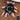 Brachypelma klaasi (Mexican Pink Tarantula) FEMALE