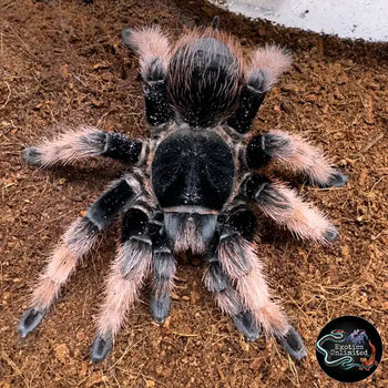 Brachypelma klaasi (Mexican Pink Tarantula)