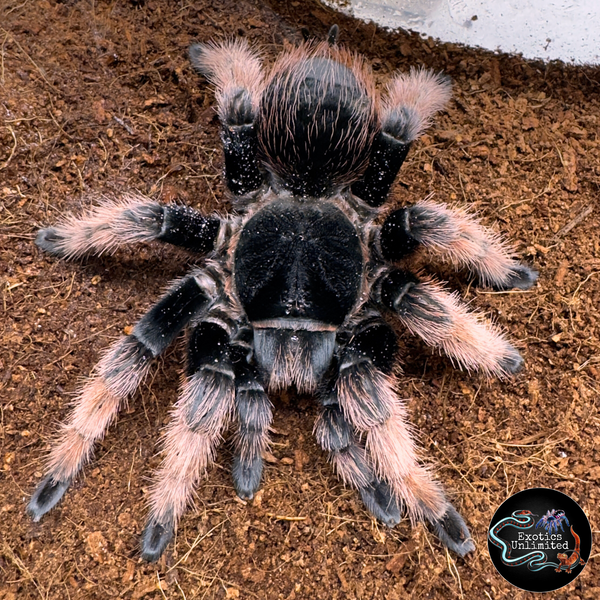 Brachypelma klaasi Waiting on Molts 2-2.5