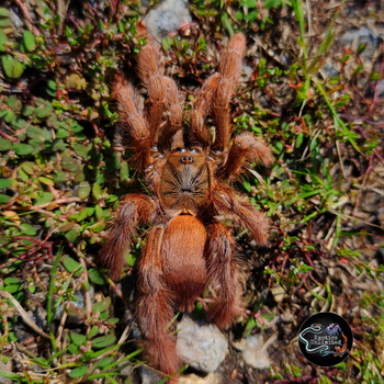 Amazonius germani (Orange Tree Spider) MATURE FEMALE about 4"