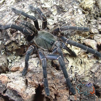 Melopoeus vonwirthi (Vietnam Black Tarantula)
