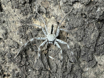 Holconia immanis, Giant Australian Striped Huntsman spider.