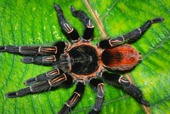 Thrixopelma sp 'Andes Fire' Tarantula