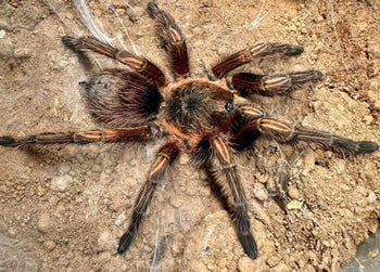 Theraphosidae sp 'Subaureum' Tarantula 0.5" RARE