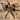 Theraphosidae sp 'Subaureum' Tarantula