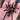 Theraphosidae sp 'Andes Pink' Tarantula 0.5" *USA FIRST*