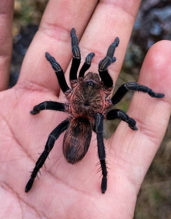 Theraphosidae sp 'Andes Pink' Tarantula  0.33-0.5" *USA FIRST*