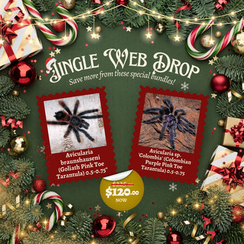 Jingle Web Drop - Avicularia sp. 'Colombia' (Colombian Purple Pink Toe Tarantula) 0.5-0.75 & Avicularia braunshauseni (Goliath Pink Toe Tarantula) 0.75"