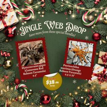 Jingle Web Drop - Pterinochilus murinus (Orange Baboon Tarantula) 0.5-0.75" & Hysterocrates gigas (Cameroon Red Baboon Tarantula) 0.5"