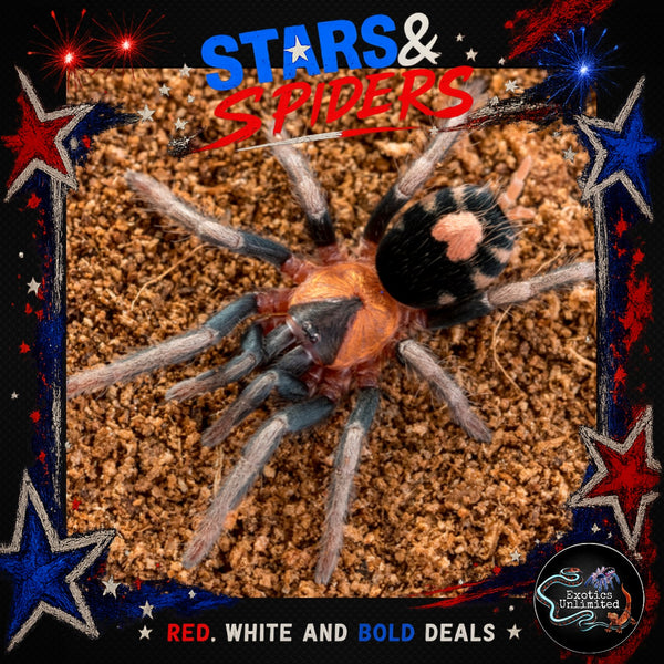 Cyriocosmus elegans (Trinidad Dwarf Tiger Tarantula) 0.25