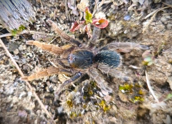Euthycaelus sp. 'Natal 0.5"