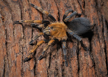 Spinosatibiapalpus trinitatis