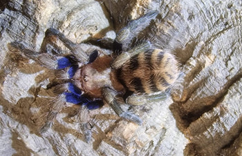 Anqasha picta (Peruvian Blue Tiger Tarantula) 0.75-1"