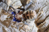 Anqasha picta, Peruvian Blue Tiger tarantula.