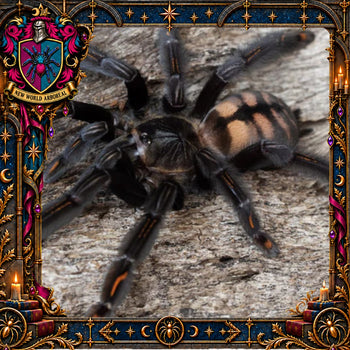 Psalmopoeus irminia (Venezuelan Suntiger Tarantula) 0.75-1" POTIONS EVENT
