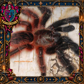 Psalmopoeus victori (Darth Maul Tarantula) 0.75-1" POTIONS EVENT
