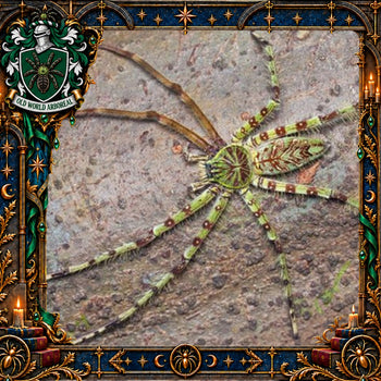 Heteropoda boiei (Lichen Huntsman Spider) 1.25-1.5" POTIONS EVENT