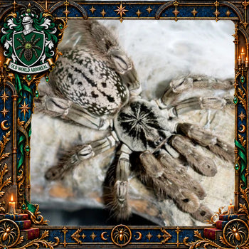Heteroscodra maculata (Togo Starburst Tarantula) 0.5" POTIONS EVENT