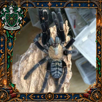 Omothymus sp. "Sumatran Tiger" (Sumatran Tiger Earth Tiger Tarantula) 0.75" POTIONS EVENT